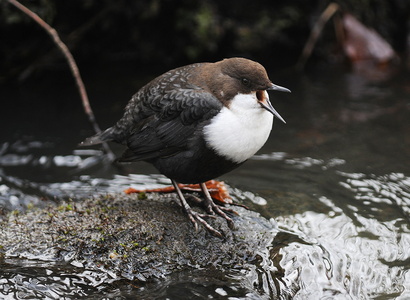 Vandstær (Cinclus cinclus)