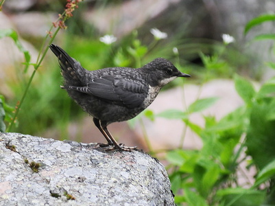 Vandstær (Cinclus cinclus)