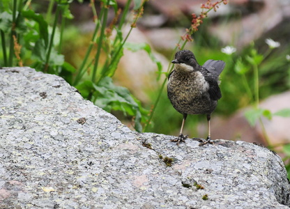Vandstær (Cinclus cinclus)