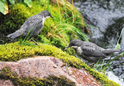  Vandstær (Cinclus cinclus)
