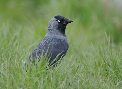 Allike (Corvus monedula)
