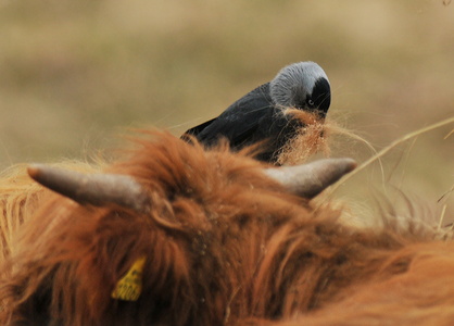 Allike (Corvus monedula)
