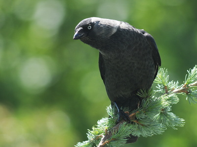 Allike (Corvus monedula)