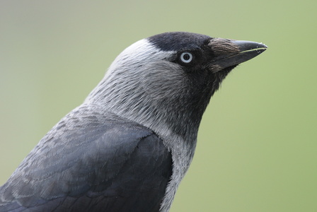 Allike (Corvus monedula)