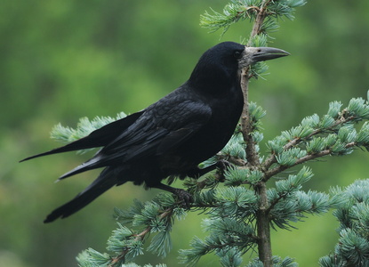 Råge (Corvus frugilegus)