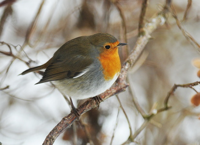 Rødhals (Erithacus rubecula)