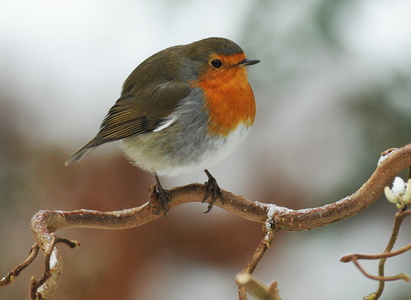 Rødhals (Erithacus rubecula)