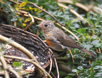 Rødhals (Erithacus rubecula)