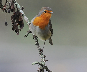 Rødhals (Erithacus rubecula)