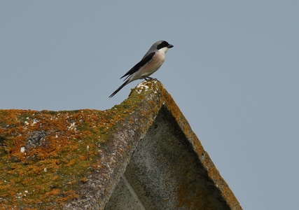 Rosenbrystet tornskade (Lanius minor)