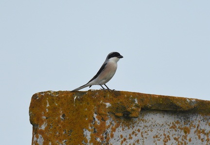 Rosenbrystet tornskade (Lanius minor)