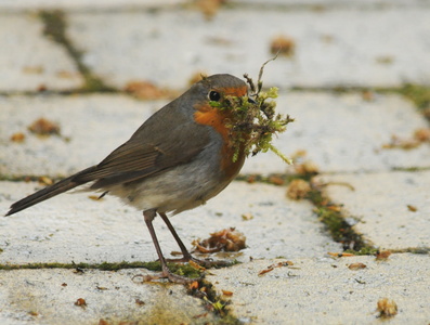 Rødhals (Erithacus rubecula)
