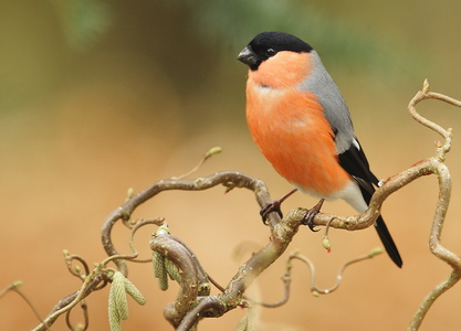 Dompap (Pyrrhula pyrrhula)