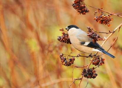 Dompap (Pyrrhula pyrrhula)