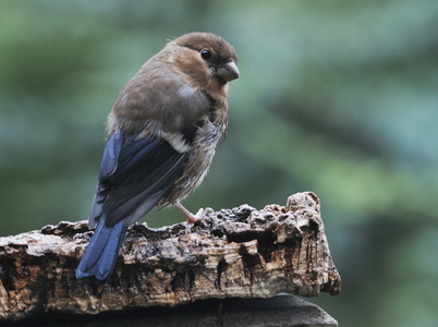 Dompap (Pyrrhula pyrrhula)