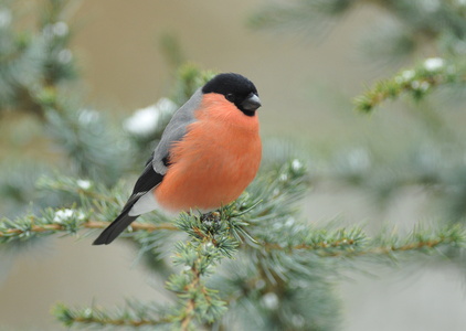 Dompap (Pyrrhula pyrrhula)