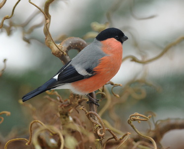 Dompap (Pyrrhula pyrrhula)