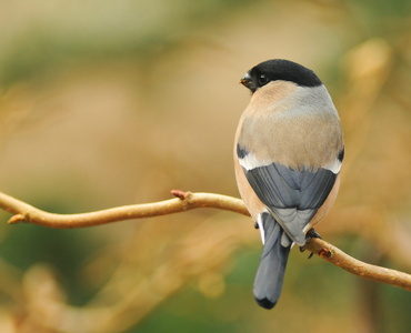 Dompap (Pyrrhula pyrrhula)