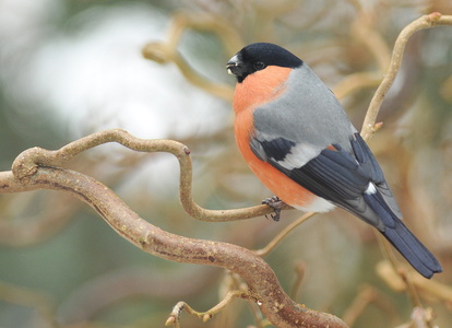 Dompap (Pyrrhula pyrrhula)