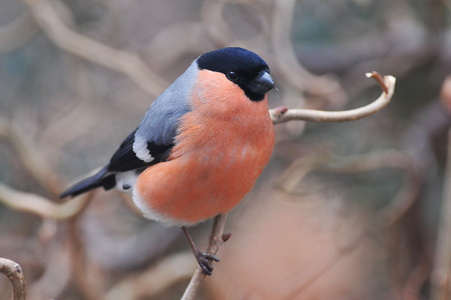 Dompap (Pyrrhula pyrrhula)