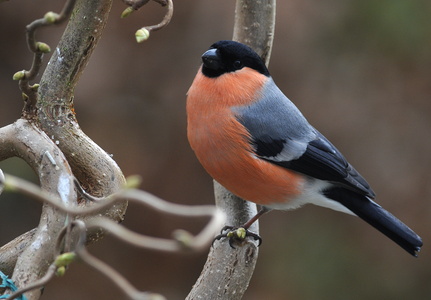 Dompap (Pyrrhula pyrrhula)