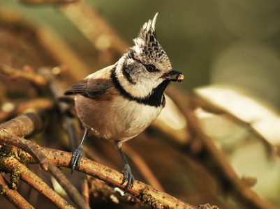 Topmejse (Lophophanes cristatus)