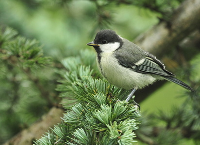 Musvit (Parus major)