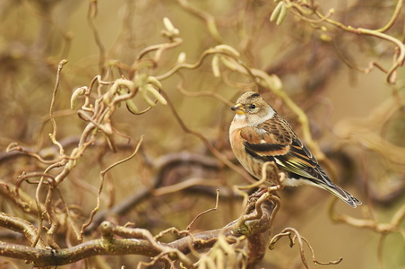 Kvækerfinke (Fringilla montifringilla)