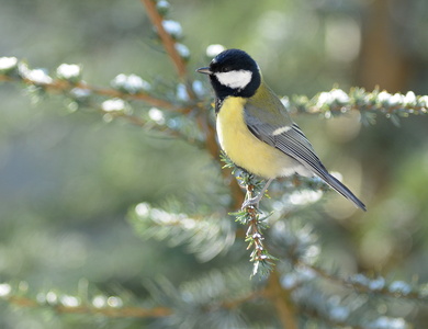 Musvit (Parus major)