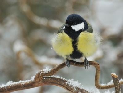 Musvit (Parus major)