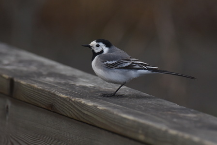 Hvid vipstjert (Motacilla alba)