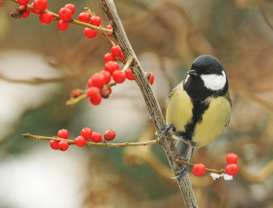 Musvit (Parus major)t