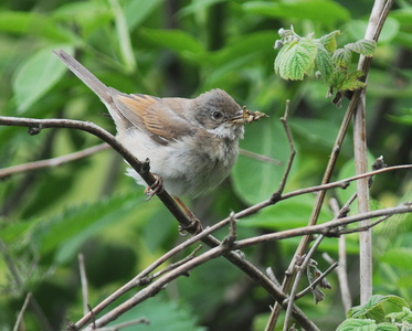 Tornsanger (Sylvia communis)