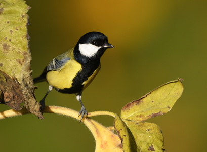 Musvit (Parus major)