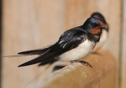 Landsvale (Hirundo rustica)