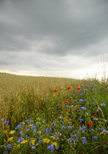 Vilde blomster i grøftekanten