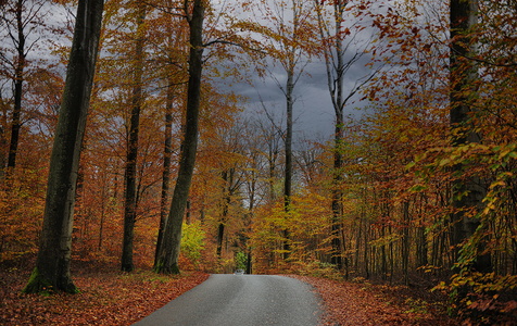 Bøgeskov - Efterår
