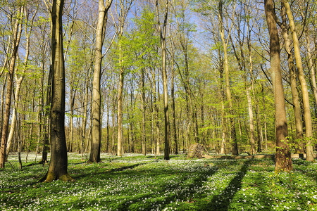 Anemone - Fløjstrup Skov