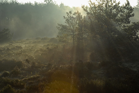 Vejlbo Mose - Silkeborg