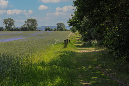 Dalgaard fredning - Mossø