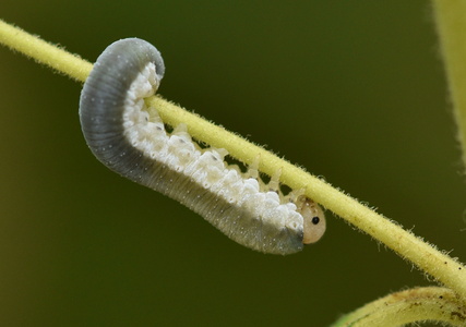 Monostegia abdominalis