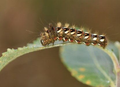 Syreugle (Acronicta rumicis)