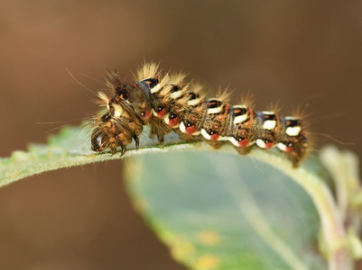 Syreugle (Acronicta rumicis)