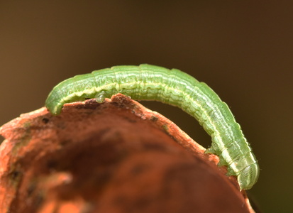 Lille frostmåler (Operophtera brumata)