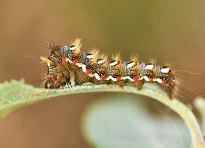 Syreugle (Acronicta rumicis)