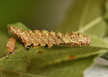 Tandet Seglvinge (Falcaria lacertinaria)