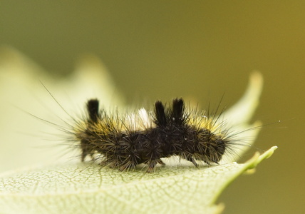 Hedenonne (Dicallomera fascelina)