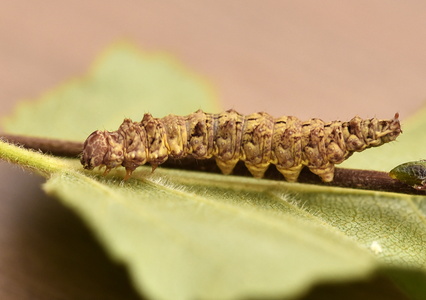 Tandet Seglvinge (Falcaria lacertinaria)