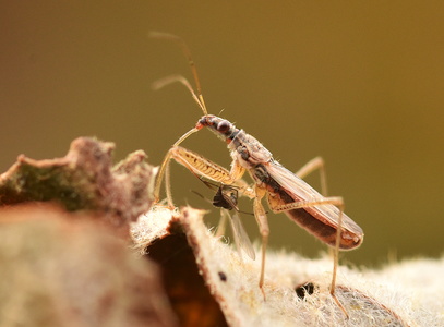  Kortvinget nymfetæge (Nabis flavomarginatus)
