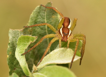 Stor rovedderkop (Dolomedes fimbriatus)